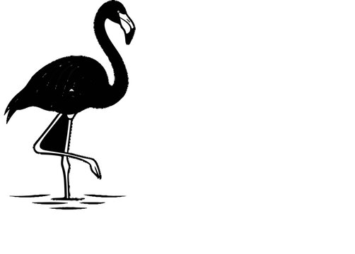 A black flamingo stands on one leg in shallow water