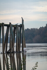 Fototapeta premium Cormorants perched on wooden pilings in the Sacramento River