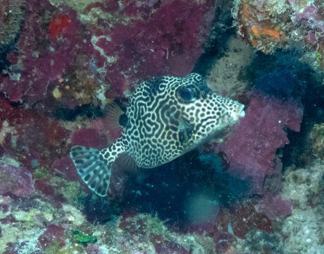 Spotted Trunkfish