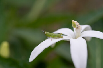 Obraz premium Green Grasshopper Resting on White Flower Petal Close Up