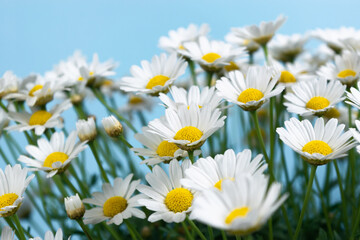 Fototapeta premium Large bush of beautiful blooming white daisies on a blue background.