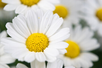 Beautiful heads of blooming daisy flowers close-up.