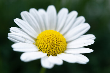 Beautiful large head of blooming daisy on a dark background.