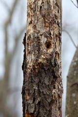 Fototapeta premium Vertical close-up of a standing dead black cherry tree trunk, featuring weathered wood texture without bark and deep cavities excavated by forest insects and wildlife.