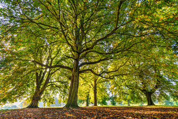 Green autumn trees at Verulam Park in St. Albans. England