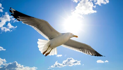 Obraz premium A seagull soars through a sunny sky with fluffy clouds. Wings spread wide, it flies against the bright light