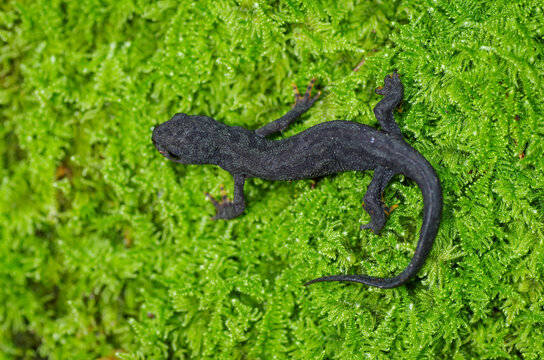 Alpine newt (Ichthyosaura alpestris) walking on lush green moss, dorsal view