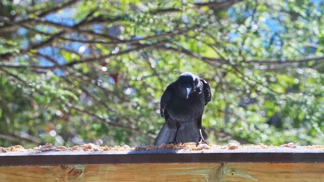 Fish or American crow bird landing, perched on balcony on sunny cold winter snow in Virginia, eating suet feed macro closeup