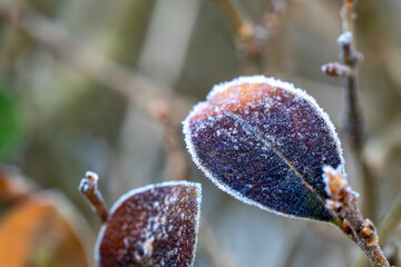 Dark purple autumn leaves covered with white hoarfrost and ice crystals, close-up macro winter...