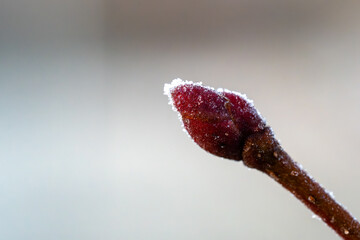 Frost-covered dark red tree bud on a bare branch in winter, macro close-up with soft blurred...