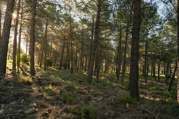 Obraz premium Bright morning sunburst shining through a peaceful pine forest symbolizing hope and new beginnings