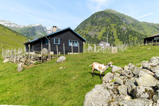 View of a rustic black house with blue window frames stands amidst the vibrant green grass, with a goat grazing peacefully, Anestolen, Vestland, Norway.