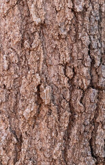 Fototapeta premium Close Up Texture of Oak Tree Bark