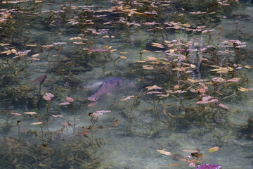 岐阜県にある美しい池、岐阜県にあるモネの池、美しい錦鯉が泳ぐ透明な池、