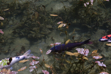 岐阜県にある美しい池、岐阜県にあるモネの池、美しい錦鯉が泳ぐ透明な池、