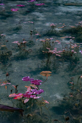 岐阜県にある美しい池、岐阜県にあるモネの池、美しい錦鯉が泳ぐ透明な池、