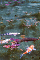 岐阜県にある美しい池、岐阜県にあるモネの池、美しい錦鯉が泳ぐ透明な池、