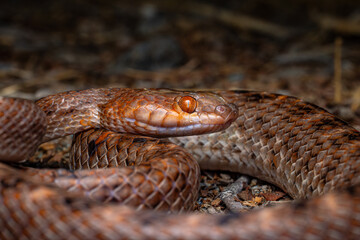 Obraz premium Macro Close-Up of Cat Snake (Boiga sp.) in Natural Habitat, UAE