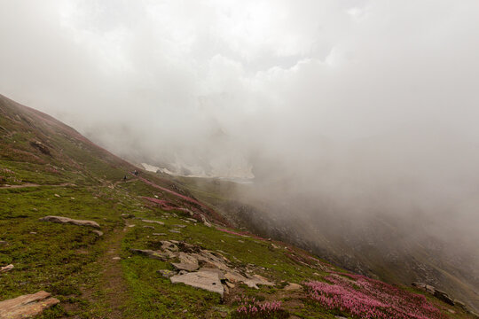 View of foggy mountain slope with vibrant pink flowers contrasting against the muted greens and grays, Lawat Bala, Azad Kashmir, Pakistan.