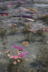 岐阜県にある美しい池、岐阜県にあるモネの池、美しい錦鯉が泳ぐ透明な池、