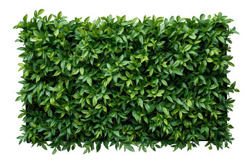 Obraz premium Lush green hedge with dense foliage creating a natural privacy screen on transparent background