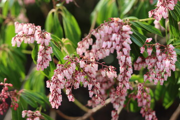 Pink pieris flowers in spring © Francesca Leslie