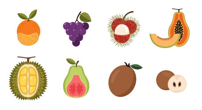 Assorted tropical fruit collection illustration