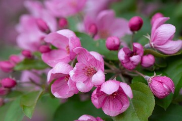 Obraz premium Bright pink apple tree flowers in spring. Gardening, fruit trees, beauty of nature.