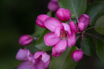 Obraz premium Bright pink apple tree flowers in spring. Gardening, fruit trees, beauty of nature.