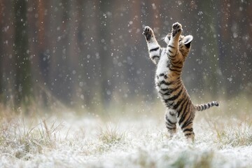 Playful tiger cub stands on hind legs in a snowy forest, reaching upwards