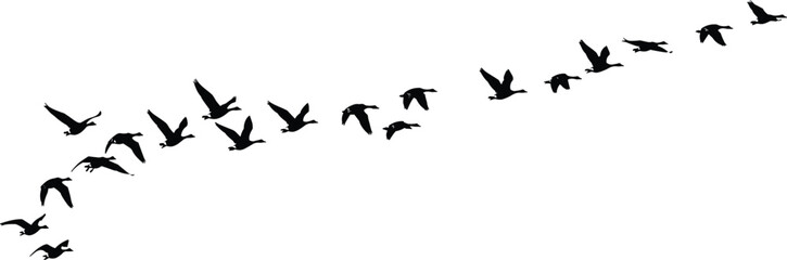 Flying Birds Silhouette Flock, Migrating Geese in Sky, Wildlife Nature Scene, Black Animal Vector Illustration