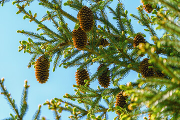 cones on spruce branches in early spring