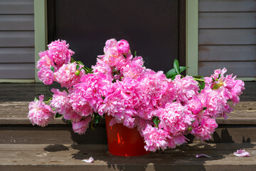 Pink double-flowered peonies are in a bucket on the porch of a country house