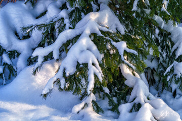 A large pine tree under the snow, in winter in Russia.
