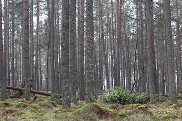 Fototapeta premium Tall conifer tree trunks in a woodland