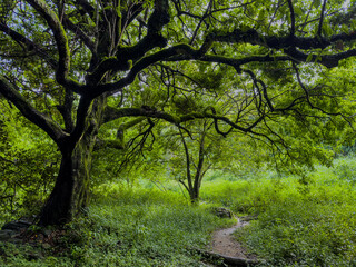 A Lush, Tranquil Forest Scene in HongKong