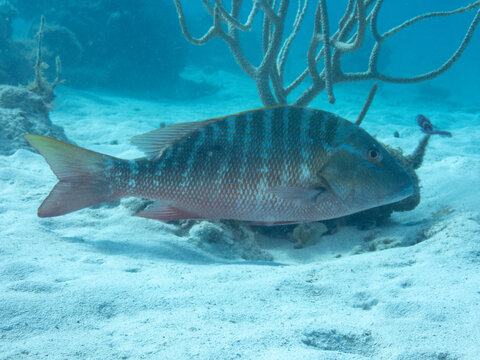 Mutton Snapper