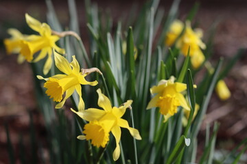 Obraz premium Yellow daffodils in a spring garden