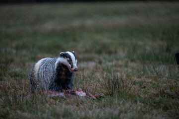 European badger (Meles meles) feeding on prey in a natural forest habitat at dusk. © Rudolf