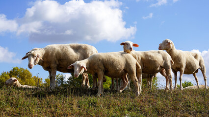 Schafsidylle am Deich