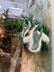 Close-up view of the legs of a black gibbon behind glass in a zoo or wildlife sanctuary. Concept of captivity, wildlife conservation, endangered species