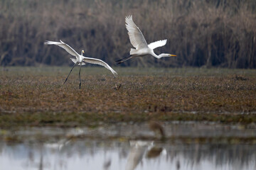 Great Egrets fighting over territory in a wetland.