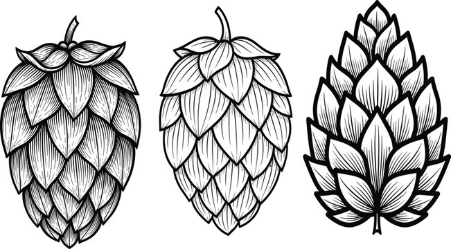 Hand Drawn Hop Cone Set Vintage Engraving Style Botanical Illustration for Craft Beer Brewing Ingredient Isolated Vector Design Collection Artwork