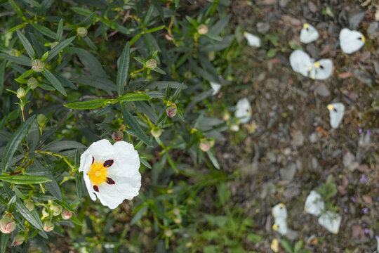Symbolic white Cistus flower with red spots representing the stigmata for Easter and Holy Week