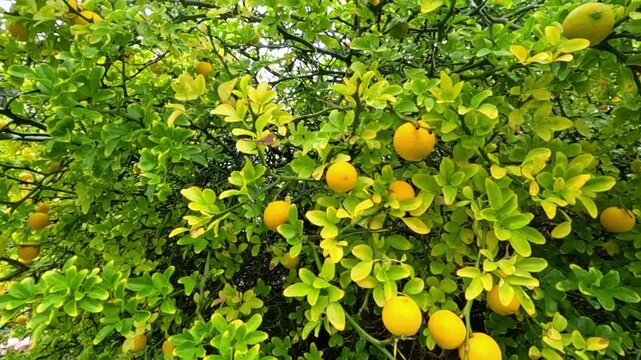Yellow fruits of Poncirus trifoliata on a shrub in autumn against green leaves, Ukraine