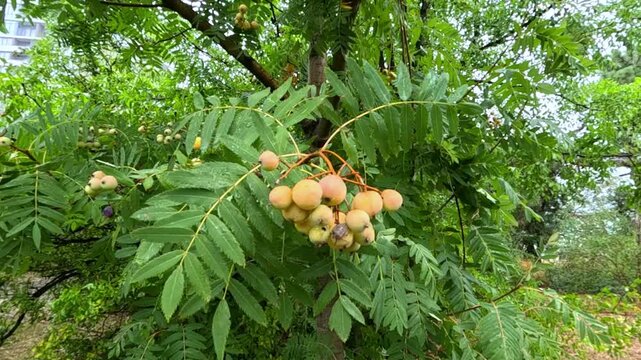 Yellow edible fruits of Sorbus domestica bearing the invasive brown marmorated stink bug (Halyomorpha halys), a recent addition to the fauna of Ukraine