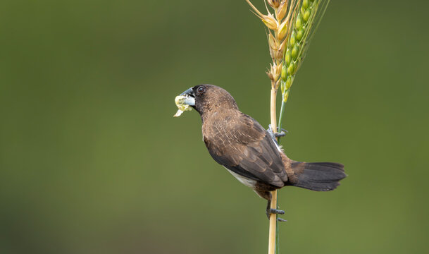 White-rumped Munia (Lonchura striata) feeding on a wheat grain in a natural field.