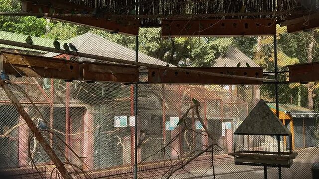 Flock of colorful budgerigar parrots sitting on wooden branches inside a large zoo aviary enclosure. Concept of exotic birds, tropical wildlife, animal habitat and bird observation