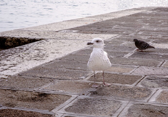 Obraz premium Seagull and pigeon on cobblestone by waterfront