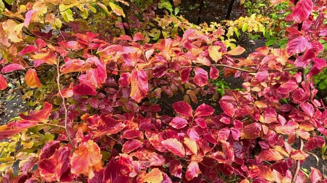 Red leaves of Parrotia persica in autumn in a garden, landscape design.